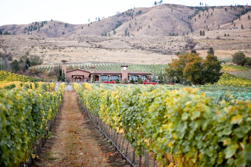 The estate vineyard and villa with the hills behind