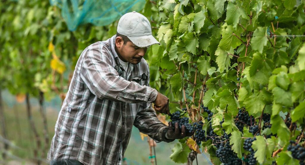 Picking grapes in the estate vineyard