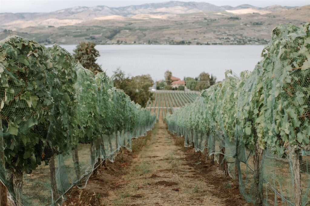 Tsillan Cellars Viticulture Through The Eyes Of Winemaker Nic Stevens