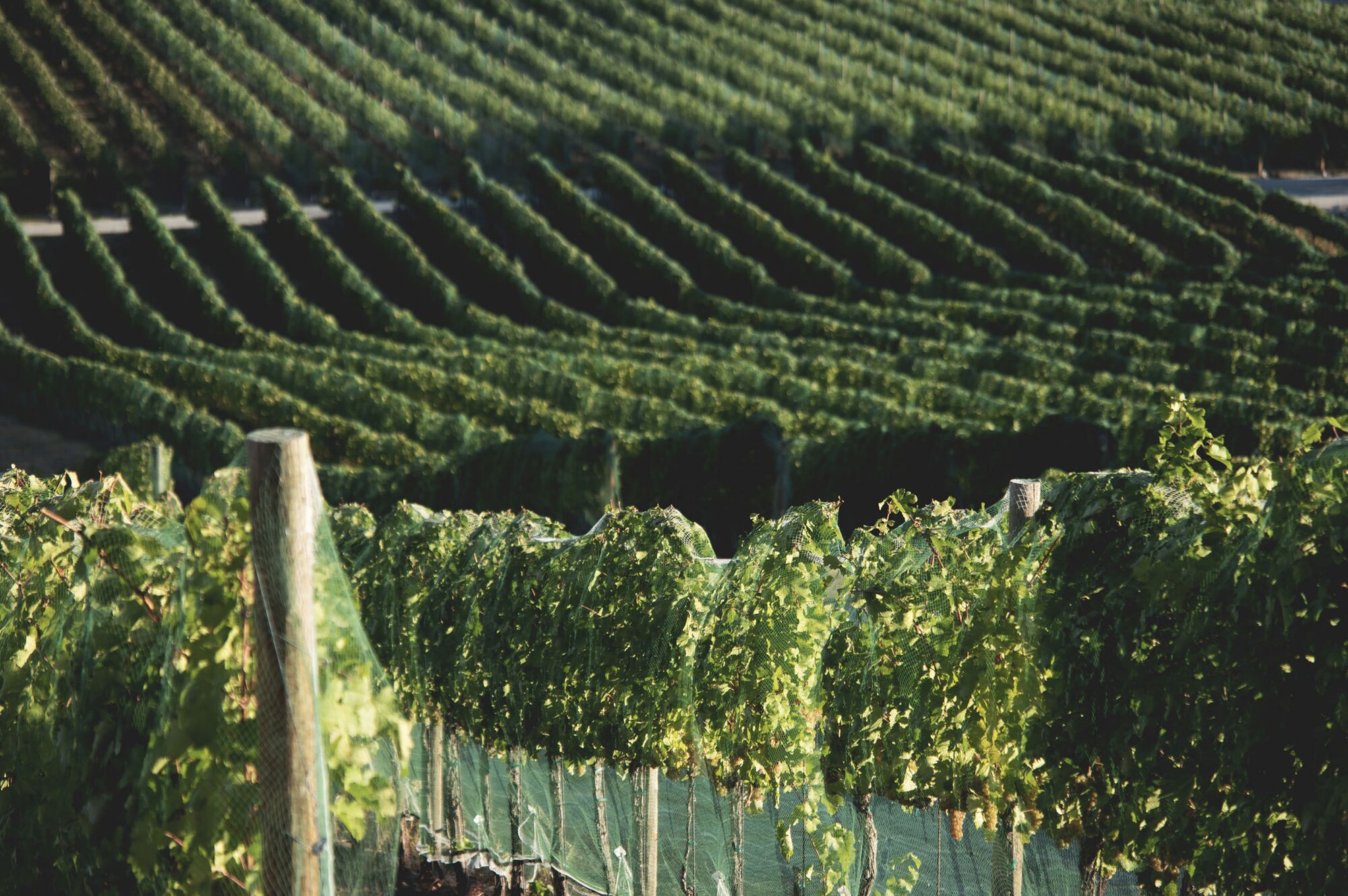 Rows of estate vines on the slope